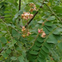 Cassia roxburghii DC.